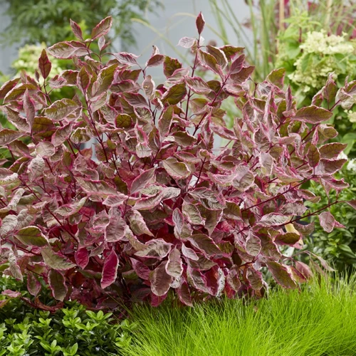 ötlich überhauchte Blätter des buntlaubigen Hartriegels Cornus ‘Miracle’ mit intensiver Rosafärbung.