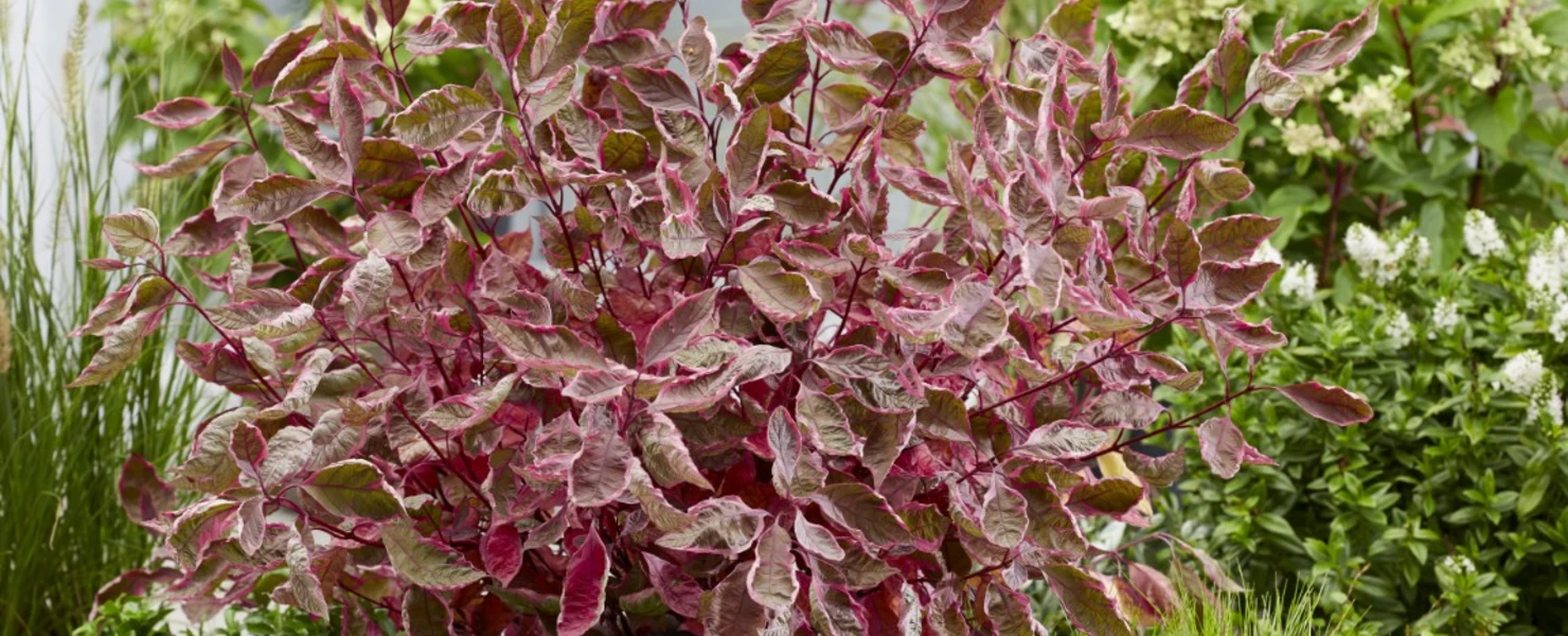 ötlich überhauchte Blätter des buntlaubigen Hartriegels Cornus ‘Miracle’ mit intensiver Rosafärbung.