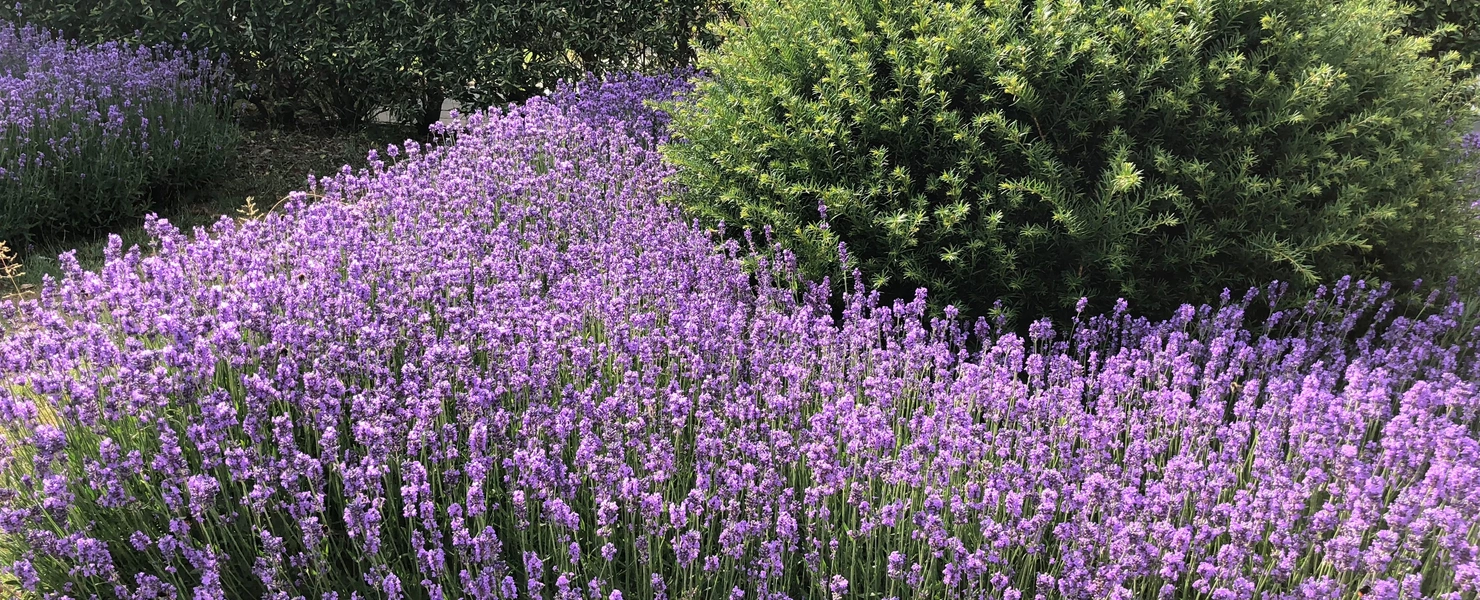 Blühender Lavendel in kräftigem Violett bedeckt einen großen Bereich im Garten. Die dichten Blütenstände bilden einen Kontrast zu einem runden, grünen Strauch im Hintergrund. Eine dichte Hecke sorgt für eine ruhige, geschützte Atmosphäre.