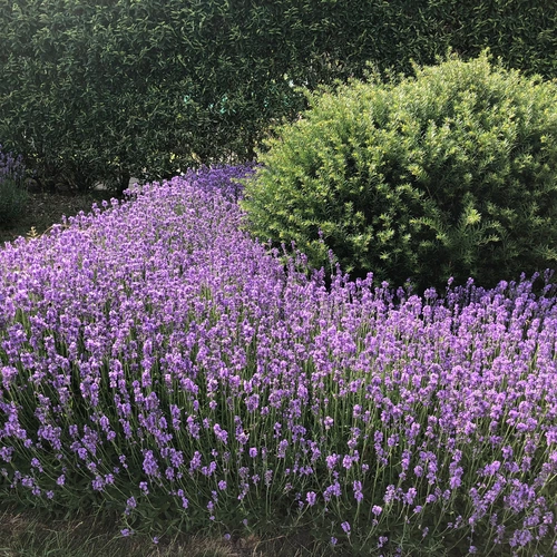 Blühender Lavendel in kräftigem Violett bedeckt einen großen Bereich im Garten. Die dichten Blütenstände bilden einen Kontrast zu einem runden, grünen Strauch im Hintergrund. Eine dichte Hecke sorgt für eine ruhige, geschützte Atmosphäre.
