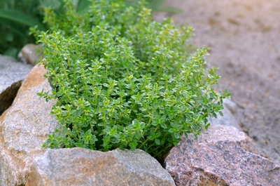Ein Zitronen-Thymian wächst in einem Steingarten zwischen großen, unregelmäßigen Felsen. Die kleinen, dichten Blätter sind grün und der Hintergrund ist leicht unscharf.