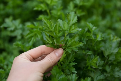 Eine Hand, die frische Blätter der Glatten Petersilie (Petroselinum crispum) pflückt. Die Blätter sind gesund und glänzend, und die Pflanze wächst in einem üppigen grünen Umfeld.