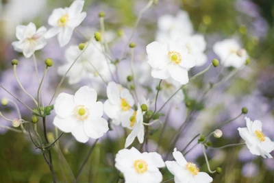 Nahaufnahme einer reinweißen Anemone 'Alando White' mit gelbem Staubgefäßkranz.