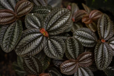 Dunkel gefärbte Pilea-Blätter mit glänzender Struktur