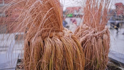 Gebundene Bronze-Segge (Carex) mit langen, trockenen Halmen als Gestaltungselement im städtischen Raum.