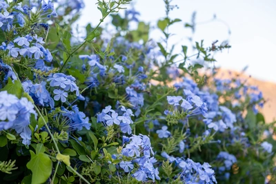Blühender blauer Plumbago-Strauch mit zahlreichen hellblauen Blüten im Garten