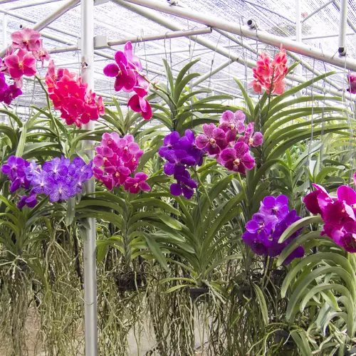 Mehrere epiphytische Orchideen mit leuchtend violetten und pinken Blüten, die in einem Gewächshaus an Drähten aufgehängt sind
