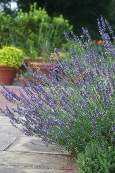 Ein großer Lavendelbusch mit violetten Blüten wächst an einem gepflasterten Gartenweg. Im Hintergrund stehen Terrakottatöpfe mit verschiedenen grünen Pflanzen. Die Lavendelzweige neigen sich leicht zur Seite, während das weiche Licht eine ruhige Atmosphäre schafft.