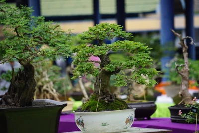 Mehrere Bonsai-Bäume (vermutlich Sageretia und Ulmus) auf einer Ausstellung.