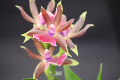 Eine Regenwald-Orchidee mit braun-rosa Blütenblättern und einer leuchtend pinken Lippe vor einem dunklen, unscharfen Hintergrund