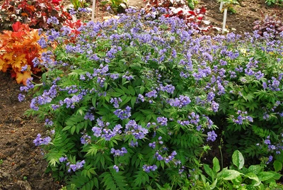 Polsterbild der Jakobsleiter Polemonium reptans ‚Heaven Scent‘ mit zahlreichen violettblauen Blüten im Staudenbeet.