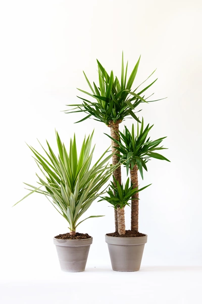 Zwei Riesen-Palmlilien (Yucca) in grauen Töpfen vor Weiß.