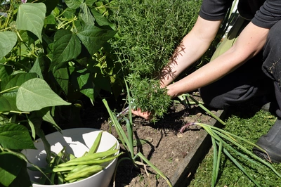 Eine Person erntet Sommer-Bohnenkraut (Satureja hortensis) aus einem Gartenbeet. Der frische, grüne Strauch wird vorsichtig in die Hand genommen, während andere Pflanzen wie grüne Bohnen im Hintergrund sichtbar sind.