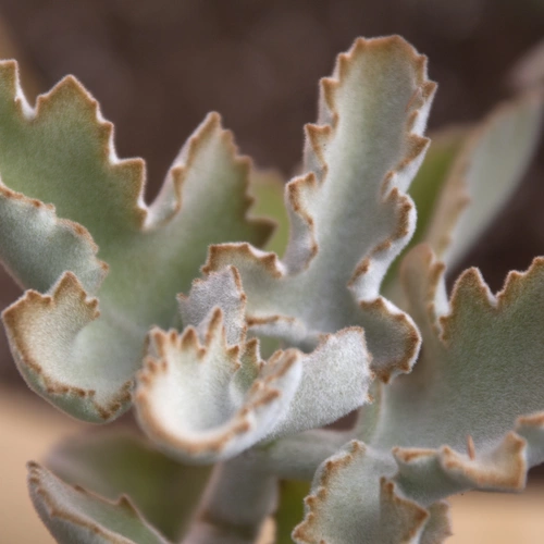 Ein Elefantenohr-Kalanchoe in einem geometrisch gemusterten, hellen Topf vor einer strukturierten weißen Wand
