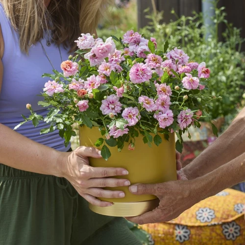 Zwei Personen übergeben sich einen Topf mit blühender rosa Minirose.