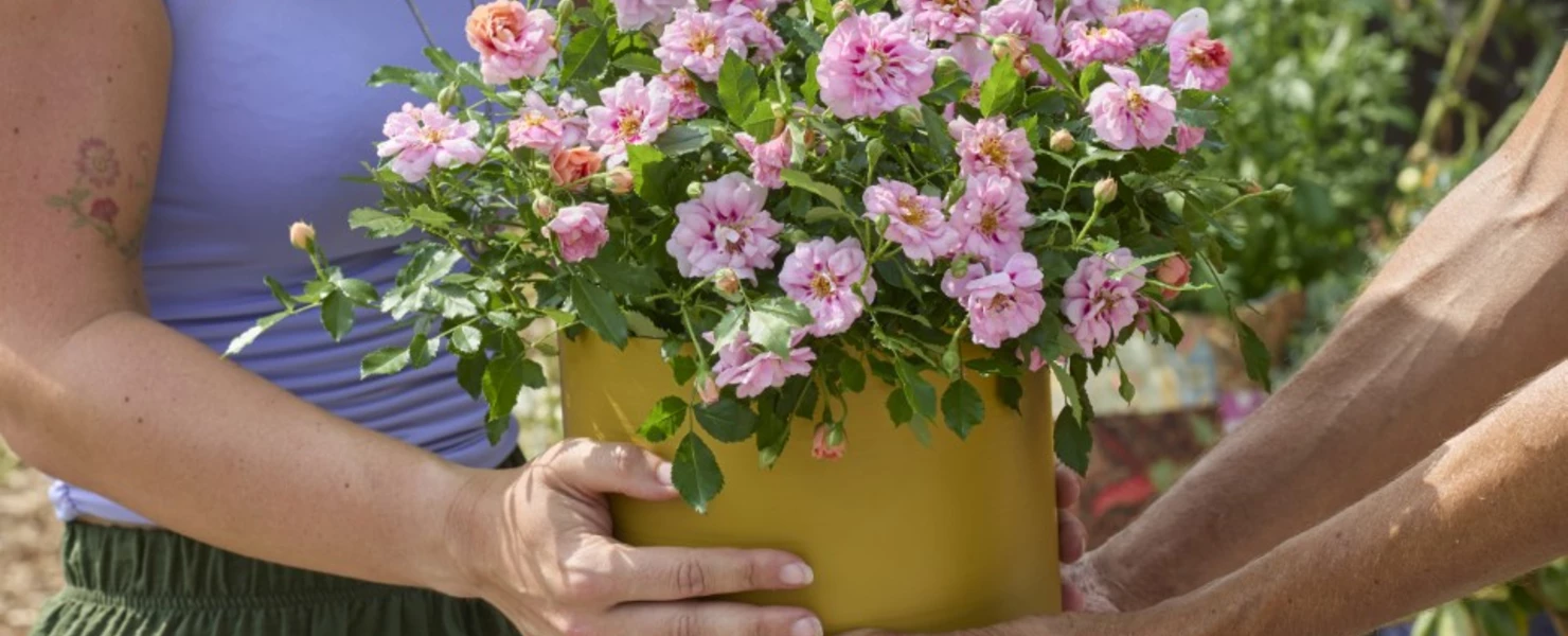 Zwei Personen übergeben sich einen Topf mit blühender rosa Minirose.