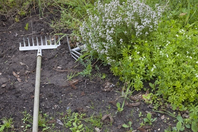 Sommer-Bohnenkraut (Satureja hortensis) wächst in einem Gartenbeet, umgeben von anderen Kräutern. Eine Gartenharke liegt auf dem Boden, während die grünen Pflanzen und weißen Blüten des Sommer-Bohnenkrauts die Szene schmücken.