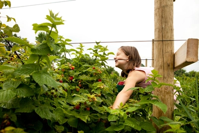 Ein Kind beugt sich zwischen Himbeersträuchern hindurch und pflückt reife Beeren.
