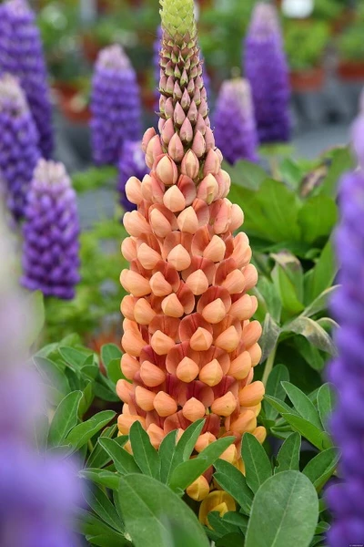 Pyramidenförmiger Blütenstand der Lupine 'Salmon Star' (Lupinus Hybrida 'Salmon Star') in leuchtendem Lachs-Orange.