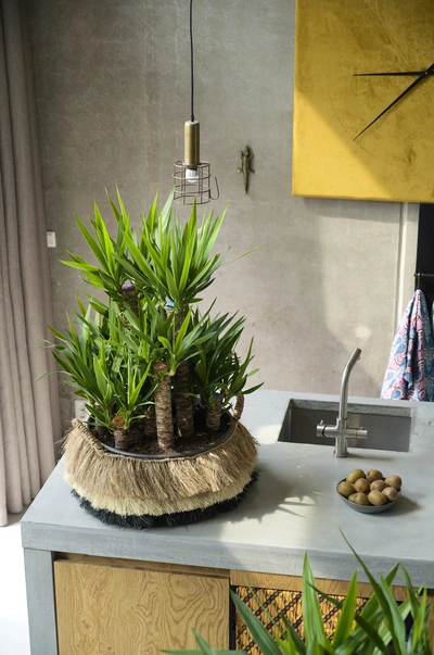 Riesen-Palmlilien (Yucca) in einer Schale auf einer Küchentheke.