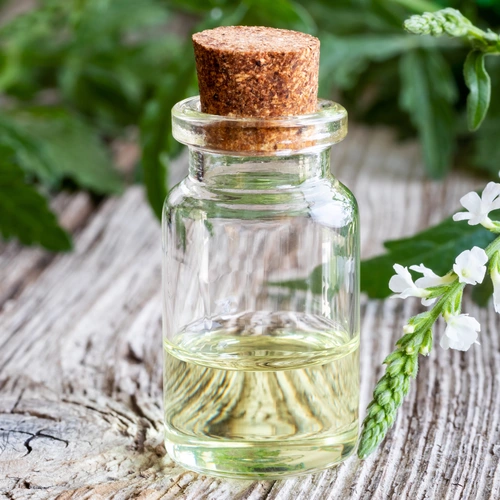 Echtes Eisenkraut (Verbena officinalis) in einer Glasflasche mit Korkverschluss, gefüllt mit Öl, das zusammen mit frischen Eisenkrautzweigen und weißen Blüten auf einem Holzuntergrund abgebildet ist.