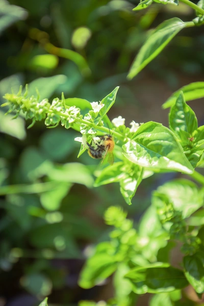 Das Bild zeigt Berg-Basilikum (Ocimum basilicum) mit einer Hummel, die an einer der weißen Blüten sitzt. Die grünen Blätter und Blütenstängel sind gut erkennbar und die Hummel verleiht der Szene eine natürliche Atmosphäre. Im Hintergrund sind unscharfe grüne Blätter zu sehen, die das sommerliche Ambiente betonen.