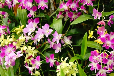 Vielzahl von Bambus-Orchideen in verschiedenen Farben wie Pink, Gelb und Weiß