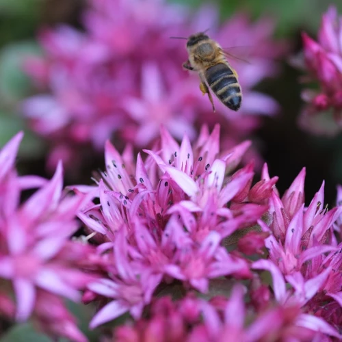 Fliegende Biene nähert sich Sedum spurium Blüten