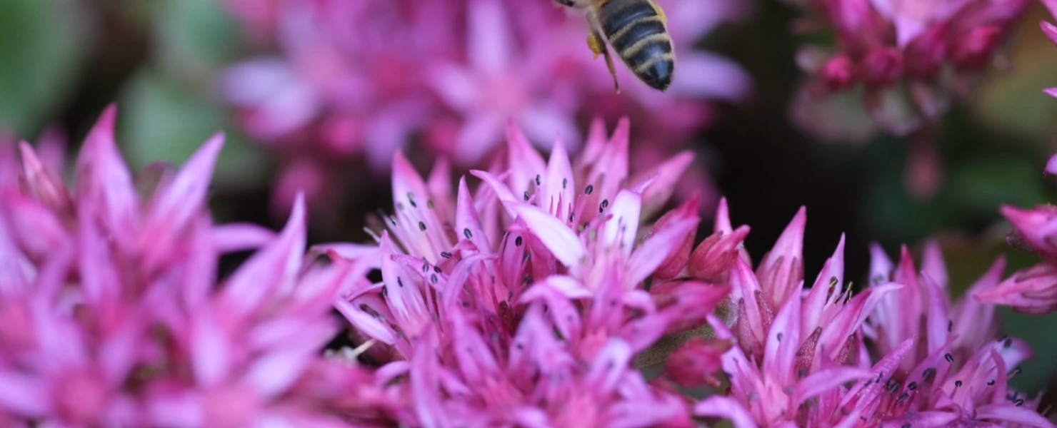 Fliegende Biene nähert sich Sedum spurium Blüten