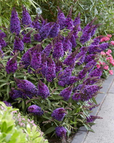 Zwerg-Schmetterlingsflieder 'Little Purple' mit tiefvioletten Blüten in einem Gartenbeet.