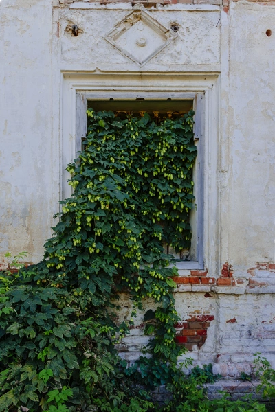 Ein altes, verfallenes Fenster einer Ruine ist vollständig mit grünem Hopfen überwuchert. Die Pflanze wächst üppig und bildet einen Kontrast zur verwitterten Steinmauer.