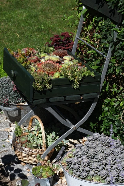 Hauswurz und Sedum in einer Holzschublade auf einem Gartenstuhl.