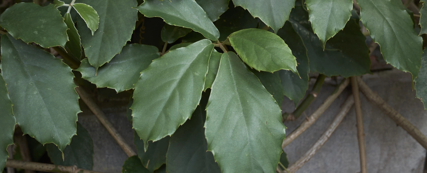 Großaufnahme von grünen Blättern einer Kap-Jasmin, die sich um eine graue Steinstruktur ranken