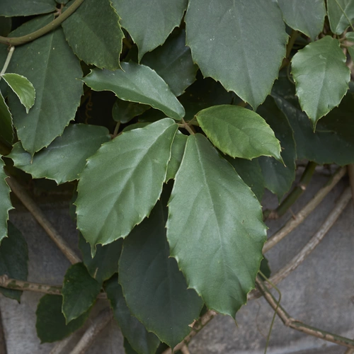 Großaufnahme von grünen Blättern einer Kap-Jasmin, die sich um eine graue Steinstruktur ranken