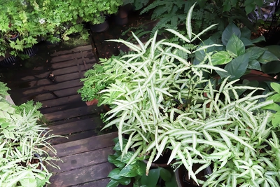 Silberfarne (Pteris argyraea) und andere Pflanzen