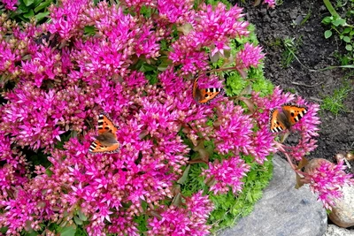 Drei Schmetterlinge auf pinken Blüten des Berg-Sedums