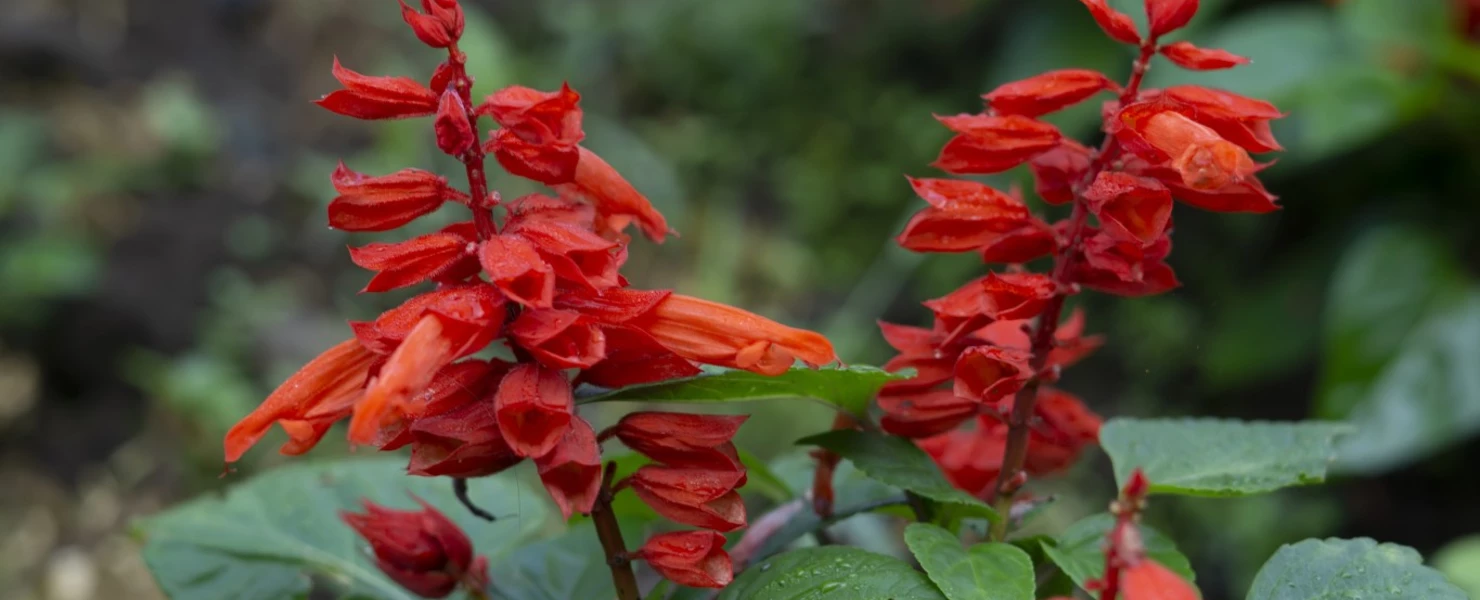 Leuchtend roter Feuersalbei (Salvia splendens 'Turbo') mit frischen Blütenähren und grünen Blättern, aufgenommen im sommerlichen Garten.