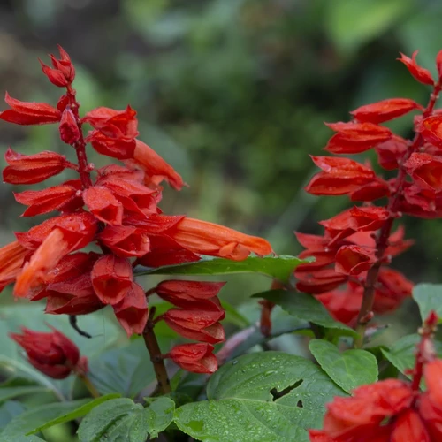 Leuchtend roter Feuersalbei (Salvia splendens 'Turbo') mit frischen Blütenähren und grünen Blättern, aufgenommen im sommerlichen Garten.