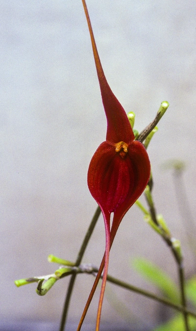 rote Dreieck-Orchidee mit langen, spitzen Blütenblättern, vor einem verschwommenen Hintergrund