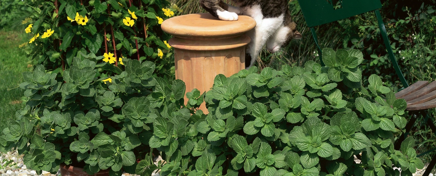 Eine Katze springt auf eine Säule in einem Garten, umgeben von mehreren „Verpiss-dich“-Pflanzen mit dichten, grünen Blättern in Töpfen. Der Boden ist mit Kies bedeckt, im Hintergrund wachsen Kletterpflanzen mit gelben Blüten.