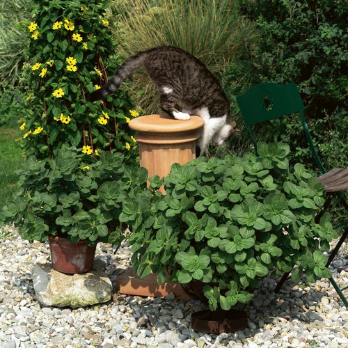 Eine Katze springt auf eine Säule in einem Garten, umgeben von mehreren „Verpiss-dich“-Pflanzen mit dichten, grünen Blättern in Töpfen. Der Boden ist mit Kies bedeckt, im Hintergrund wachsen Kletterpflanzen mit gelben Blüten.