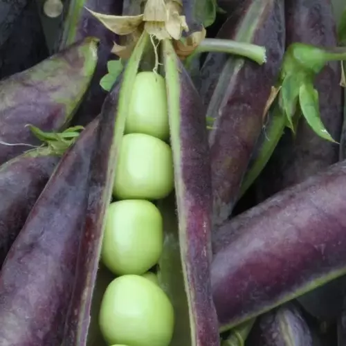 Nahaufnahme einer geöffneten violetten Erbsenschote mit grünen Erbsen.