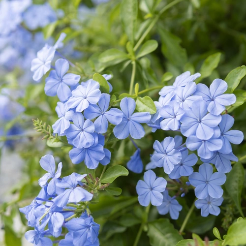 Blühender blauer Plumbago-Strauch mit zahlreichen zarten, hellblauen Blüten