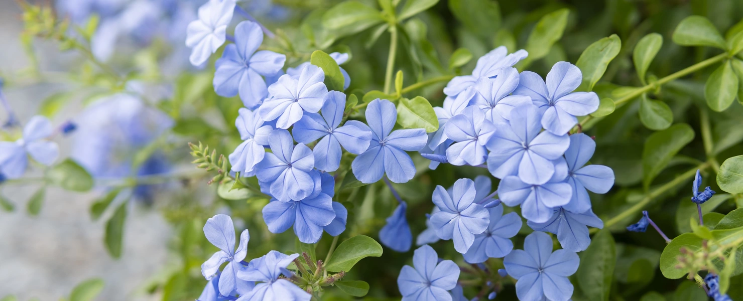 Blühender blauer Plumbago-Strauch mit zahlreichen zarten, hellblauen Blüten