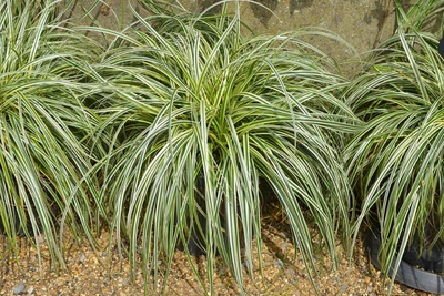 Carex oshimensis ‘Goldwell’ mit überhängendem, grün-gelb gestreiftem Laub in mehreren Pflanztöpfen.
