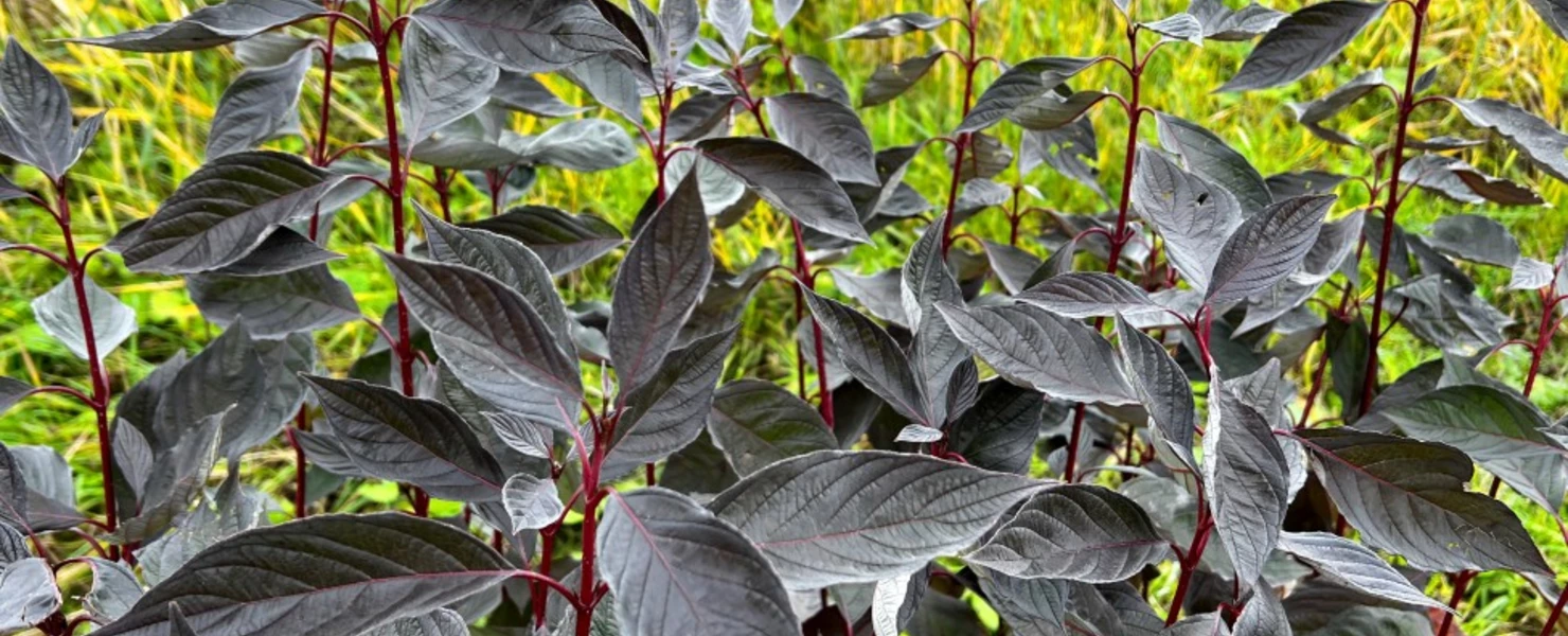 Dunkelroter Hartriegel Cornus ‘Nightfall’ mit fast schwarz wirkendem Laub vor einer Wiese.