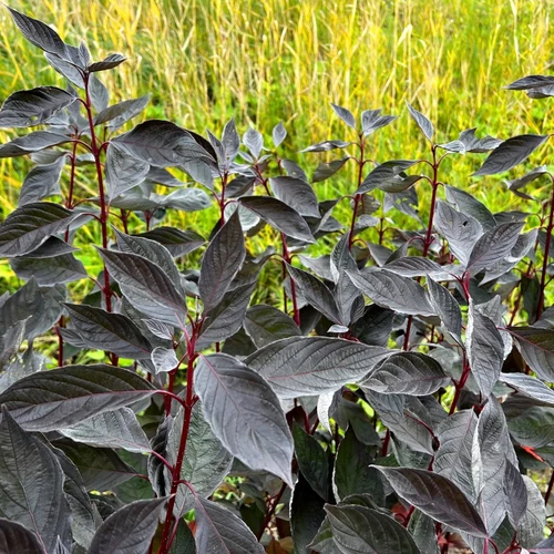 Dunkelroter Hartriegel Cornus ‘Nightfall’ mit fast schwarz wirkendem Laub vor einer Wiese.