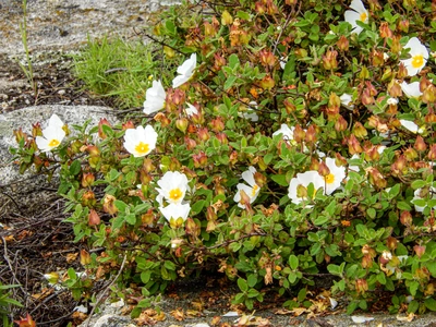 Eine Zistrose mit weißen Blüten und gelber Mitte wächst zwischen Felsen. Die grünen Blätter und rötlichen Knospen kontrastieren mit dem steinigen Untergrund. Im Hintergrund sind weitere Pflanzen und Gras zu sehen.