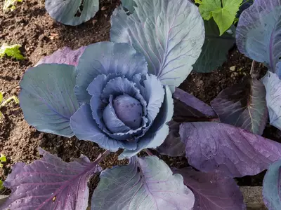 Junges Blaukraut mit violett-grünen Blättern wächst im Gemüsebeet.