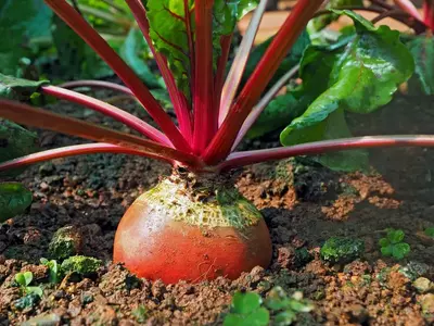 Rote Beete wächst im Boden mit grünen Blättern und roten Stielen.